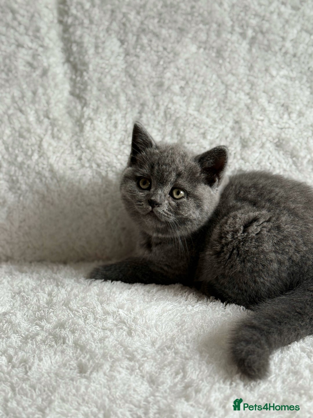 Scottish Fold cats for sale: Scottish fold and straight kittens  - Image 10