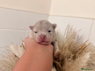 Pomeranian dogs Small & Fluffy Pomeranian Puppies Ready to Reserve - Advert 2