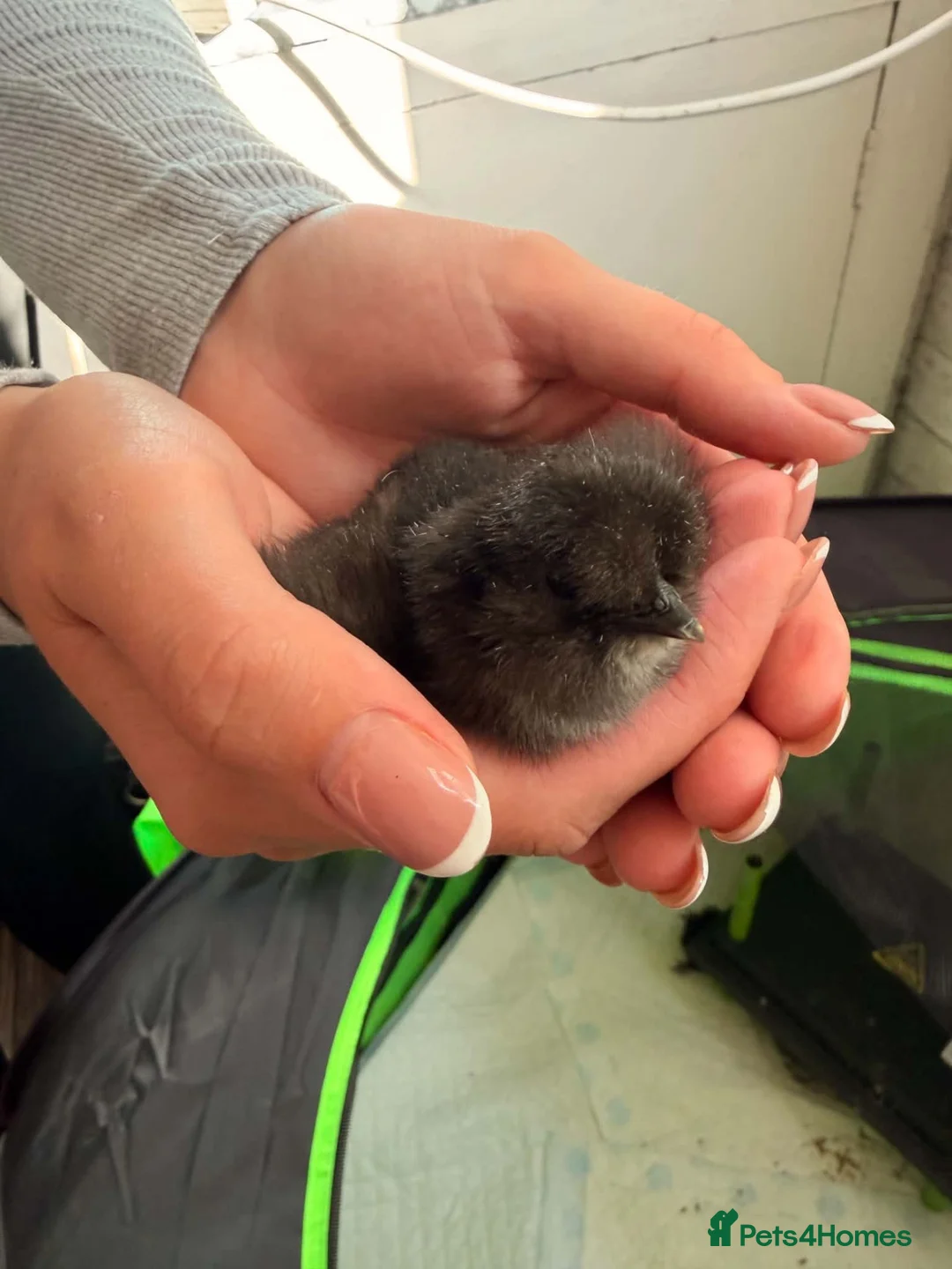 Chickens poultry for sale: USA silkie chicks PURE BRED  - Advert 2
