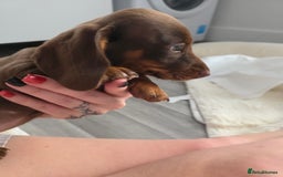 Miniature Dachshund dogs for sale: Miniature dachshund boy available  - Image 11
