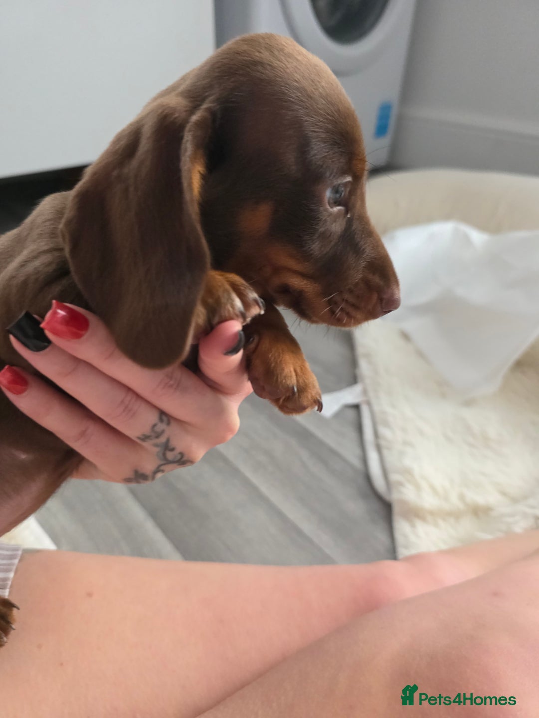 Miniature Dachshund dogs for sale: Miniature dachshund boy available  - Image 11