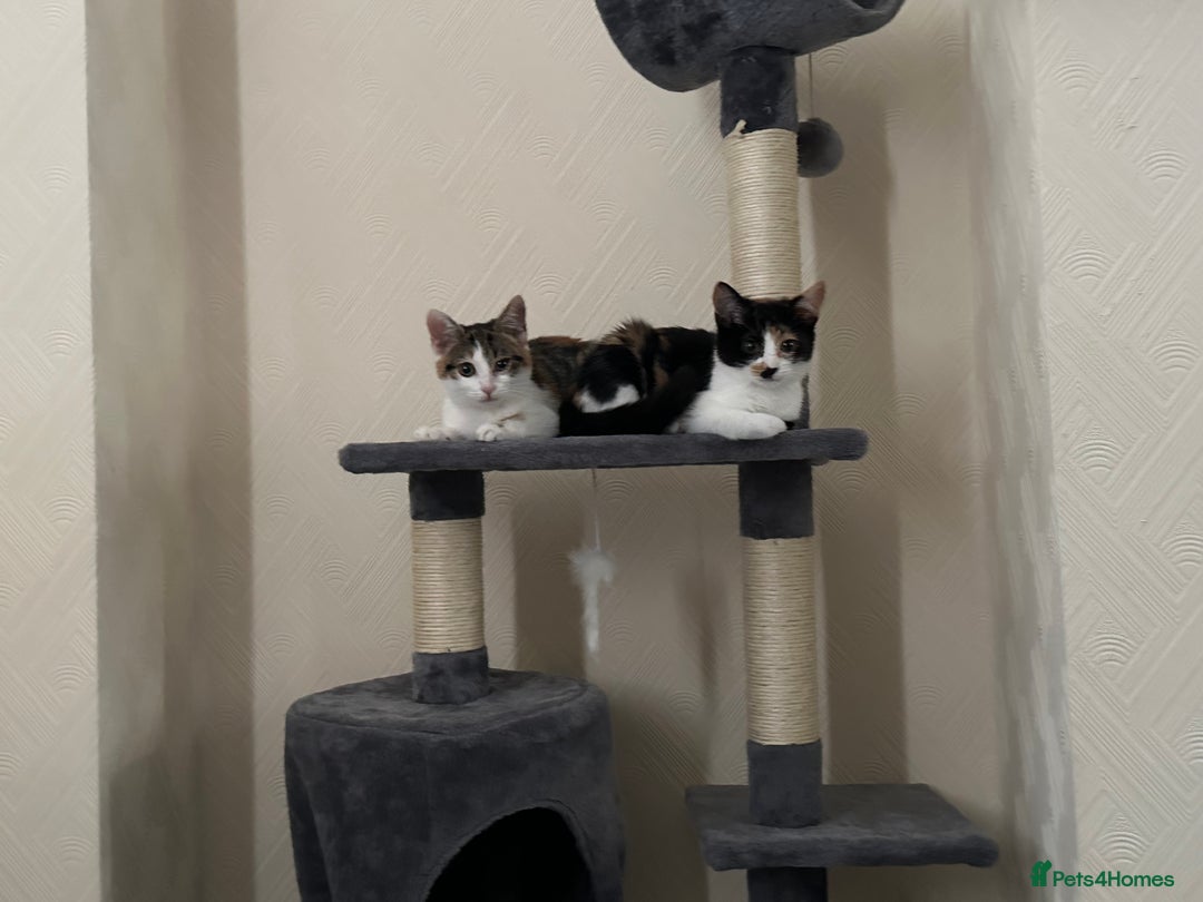 British Longhair cats for sale: Two beautiful kittens  - Image 2