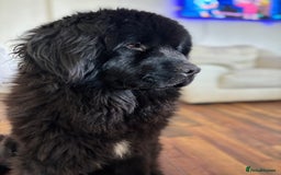 Newfoundland dogs for sale: Beautiful girl for rehoming  - Image 2