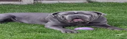 Cane Corso dogs for sale: Cane Corso  - Advert 3