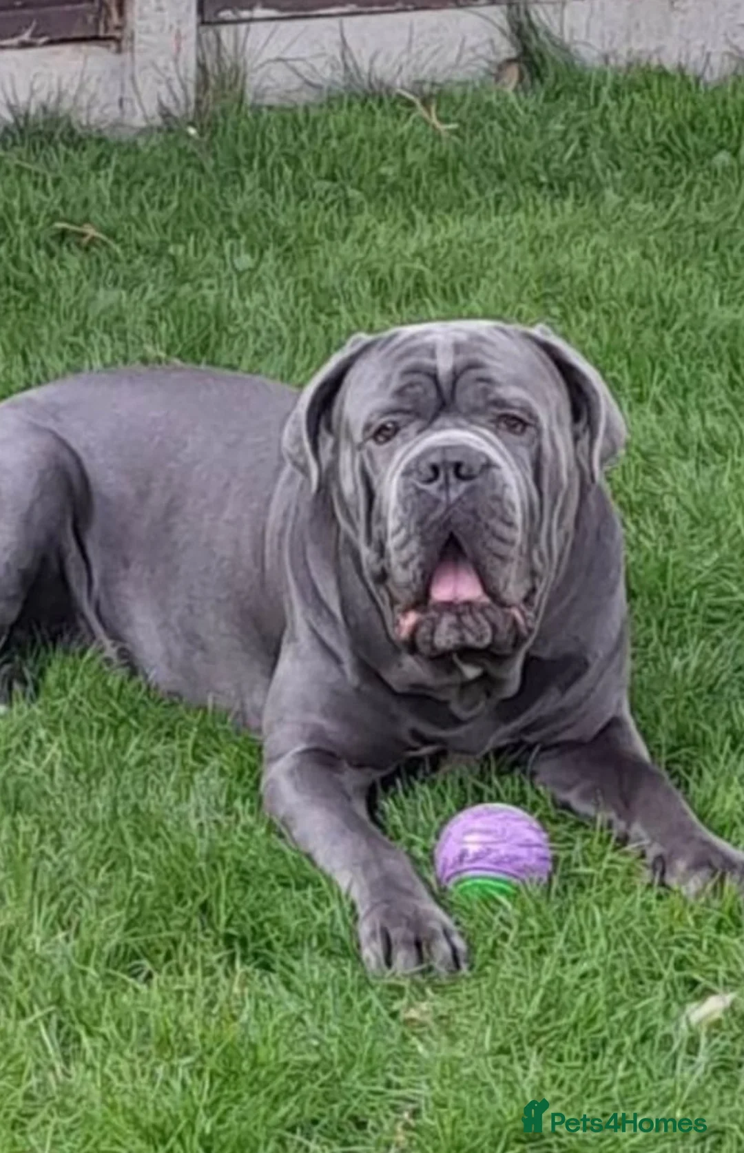 Cane Corso dogs for sale: Cane Corso  - Advert 3