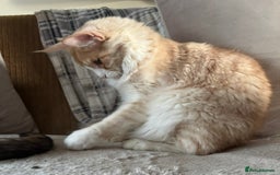 Maine Coon cats for sale: Stunning cream/white Maine coon boy  - Image 9