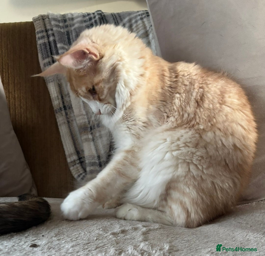 Maine Coon cats for sale: Stunning cream/white Maine coon boy  - Image 9