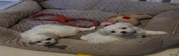 Maltese dogs for sale: Three Little Treasures in White Maltese Puppies - Advert 5