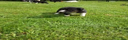 Border Collie dogs for sale: Stunning Collie puppies from working parents in Belper - Advert 17