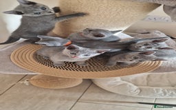 Russian Blue cats for sale: Pure Russian Blue kittens 💙  - Image 10