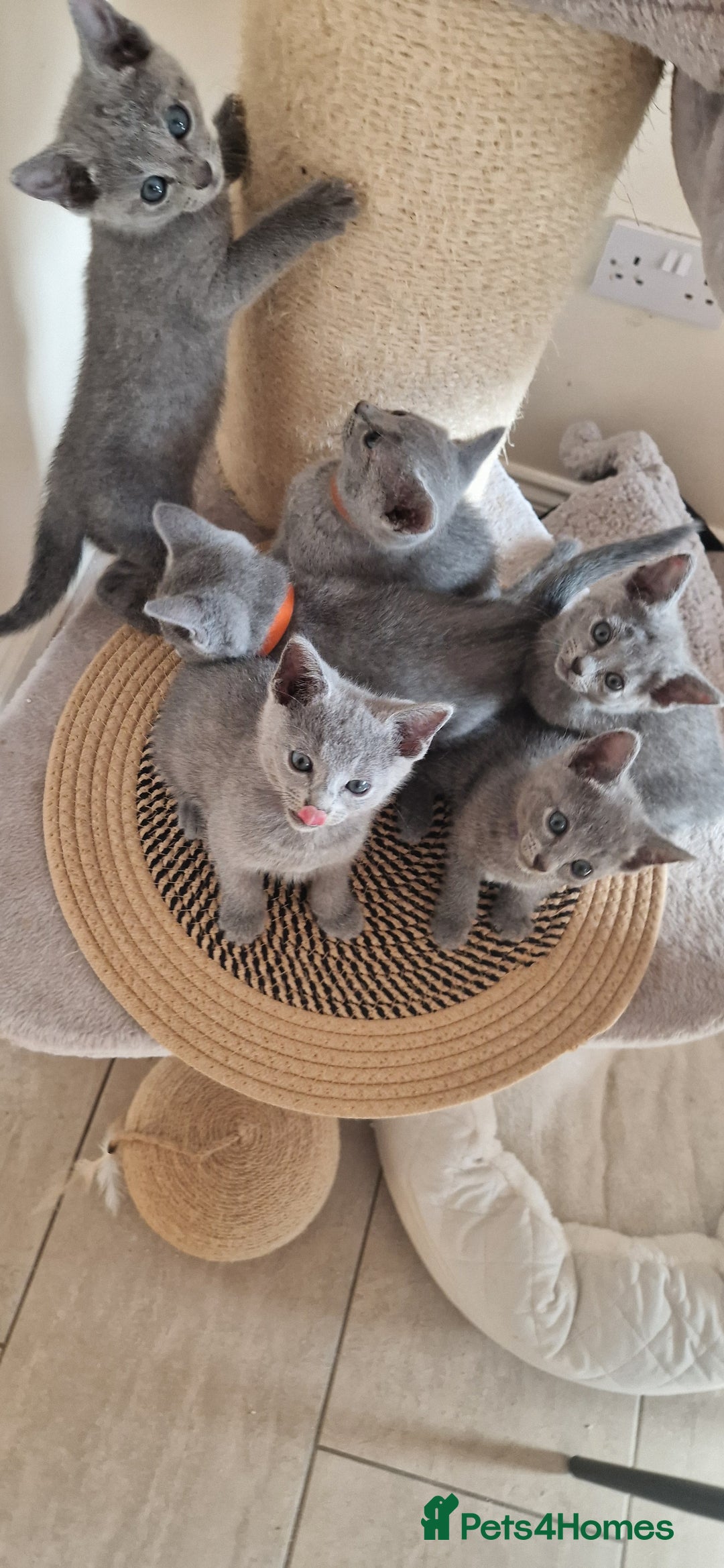 Russian Blue cats for sale: Pure Russian Blue kittens 💙  - Image 10