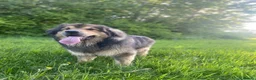 Mixed Breed dogs for sale: 1 Boy Left! Beautiful Chunky Fluffy Rottweiler  in Coalville - Advert 2