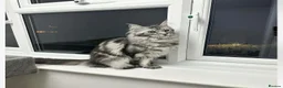 Maine Coon cats for sale: Big maine coon female  in Newbury - Advert 5