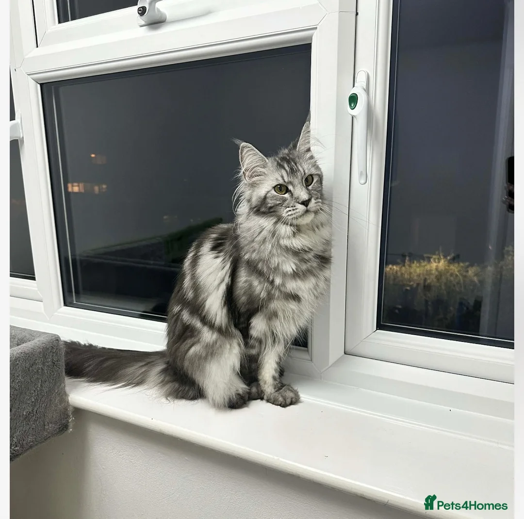 Maine Coon cats for sale: Big maine coon female  in Newbury - Advert 5
