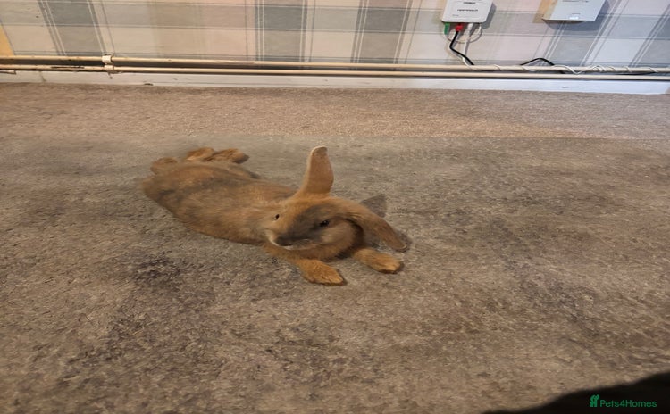 English Lop rabbits - Advert 9