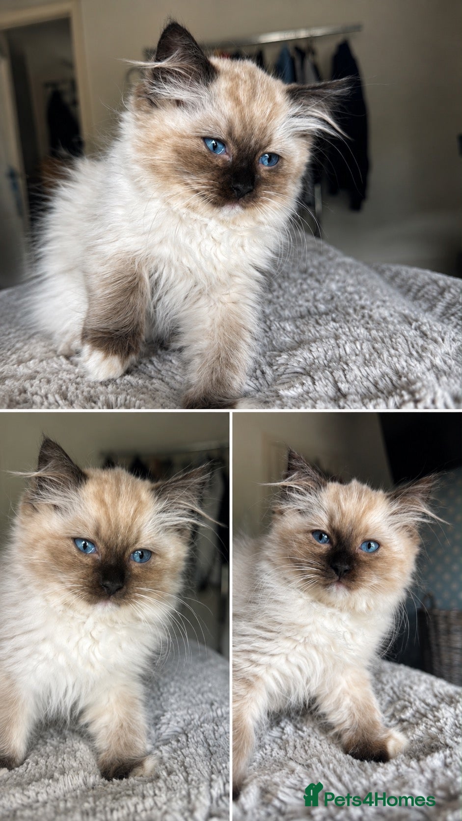 Ragdoll cats FULLY VACCINATED/CHIPPED. SEAL MITTED TRADITIONAL  - Advert 15