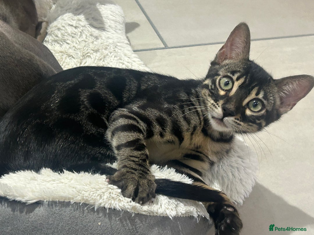 Bengal cats for sale: Stunning Charcoal Female Bengal Kitten - TICA - Advert 7