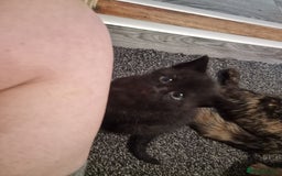 Mixed Breed cats for sale: 1 beautiful male kitten last of the litter  - Image 18