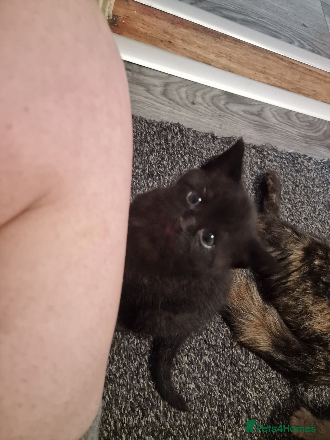 Mixed Breed cats for sale: 1 beautiful male kitten last of the litter  - Image 18