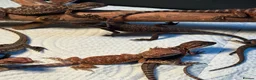 Bearded Dragon reptiles for sale: 100% red monster bearded dragon babies🐉 - Advert 27