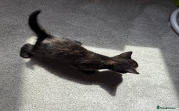 RagaMuffin cats for sale: Ragamuffin kittens  - Image 34