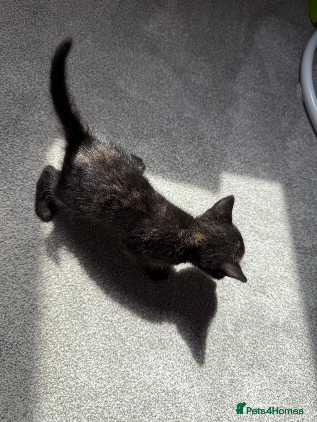 RagaMuffin cats for sale: Ragamuffin kittens  - Image 34