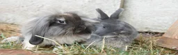 Netherland Dwarf rabbits for sale: ⭐️ Baby rabbits looking for new home ⭐️ - Advert 26