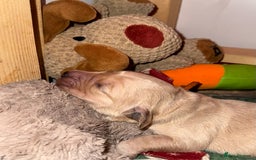 Golden Retriever dogs for sale: Beautiful Golden Retriever boys  - Image 7