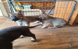 German Shepherd dogs for sale: 🌟Stunning KC Registered German Shepherd Pups🌟 - Image 18
