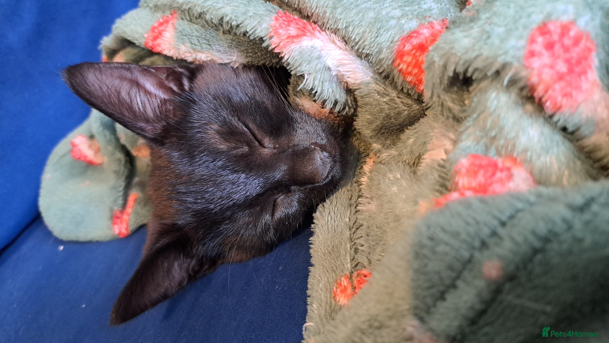 Mixed Breed cats Playful kittens - Advert 3