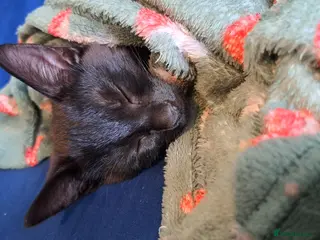 Mixed Breed cats Playful kittens - Advert 4