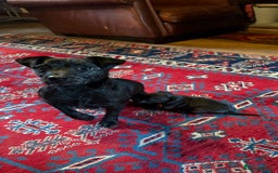 Patterjack dogs for sale: Patterjack Puppy  - Image 10