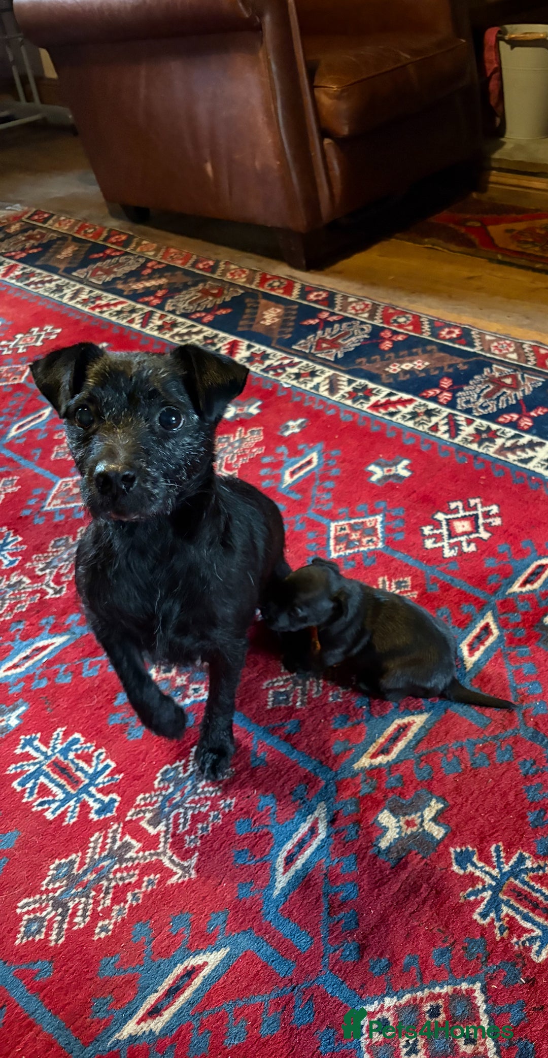 Patterjack dogs for sale: Patterjack Puppy  - Image 10