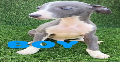 Whippet dogs - Advert 4