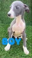 Whippet dogs - Advert 2