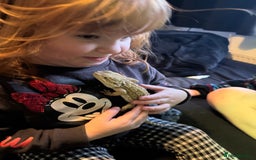 Bearded Dragon reptiles for sale: Dwarf Bearded dragon with enclosure  - Image 4