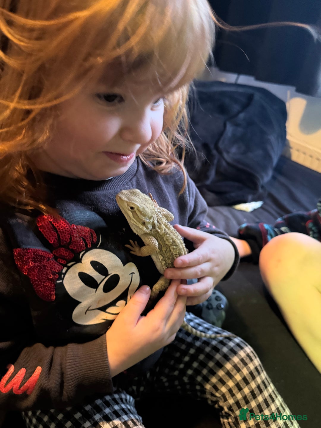 Bearded Dragon reptiles for sale: Dwarf Bearded dragon with enclosure  - Image 4