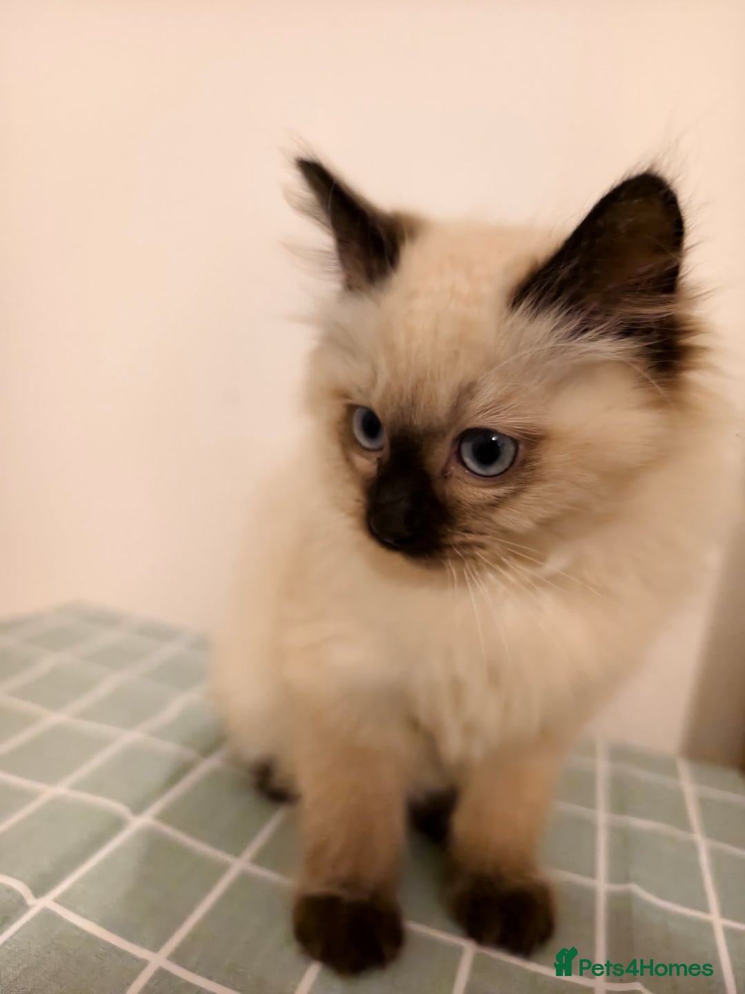 Ragdoll cats for sale: Beautiful Seal Point Ragdoll Kittens – for sale - Advert 17