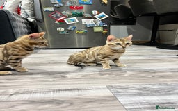 Bengal cats for sale: Stunning TICA 5 Generation Pedigree Kittens - Image 19
