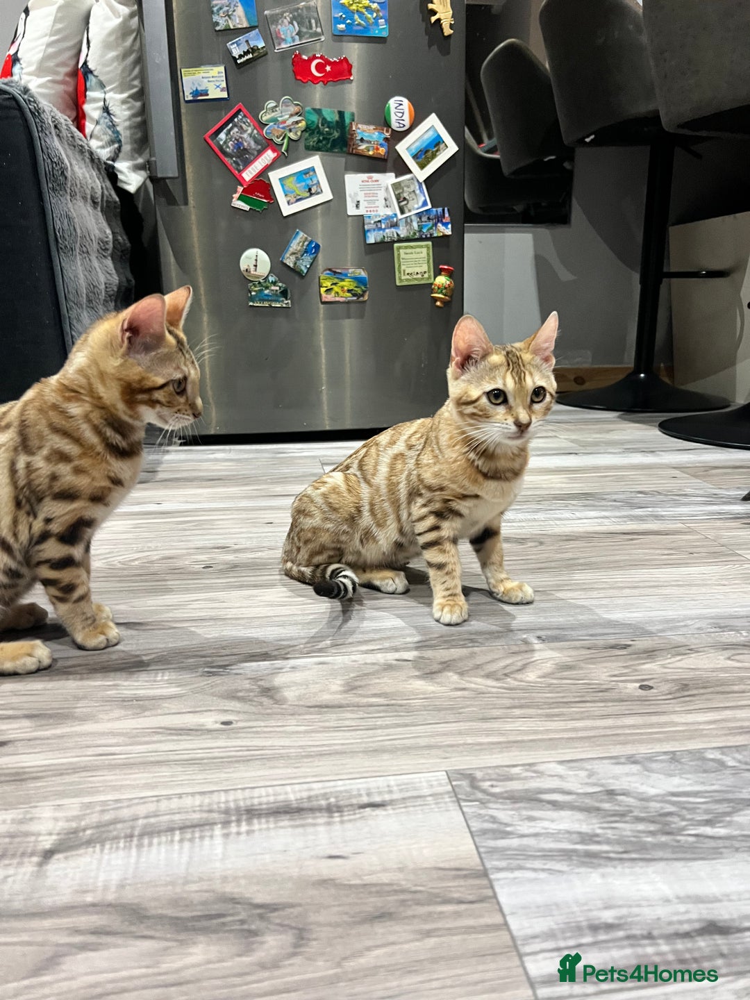 Bengal cats for sale: Stunning TICA 5 Generation Pedigree Kittens - Image 19