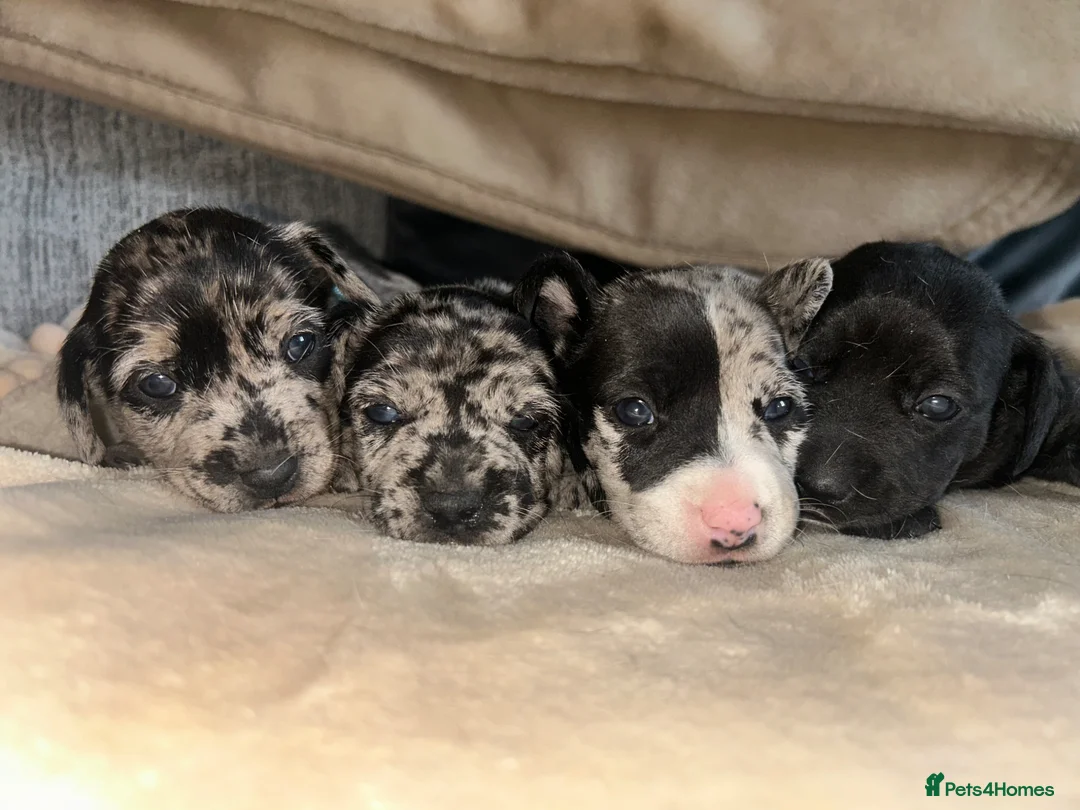 Jack Russell dogs for sale: Beautiful Jack Russell girls  - Advert 12