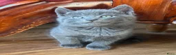 Mixed Breed cats for sale: Russian blue mix kittens  - Advert 2