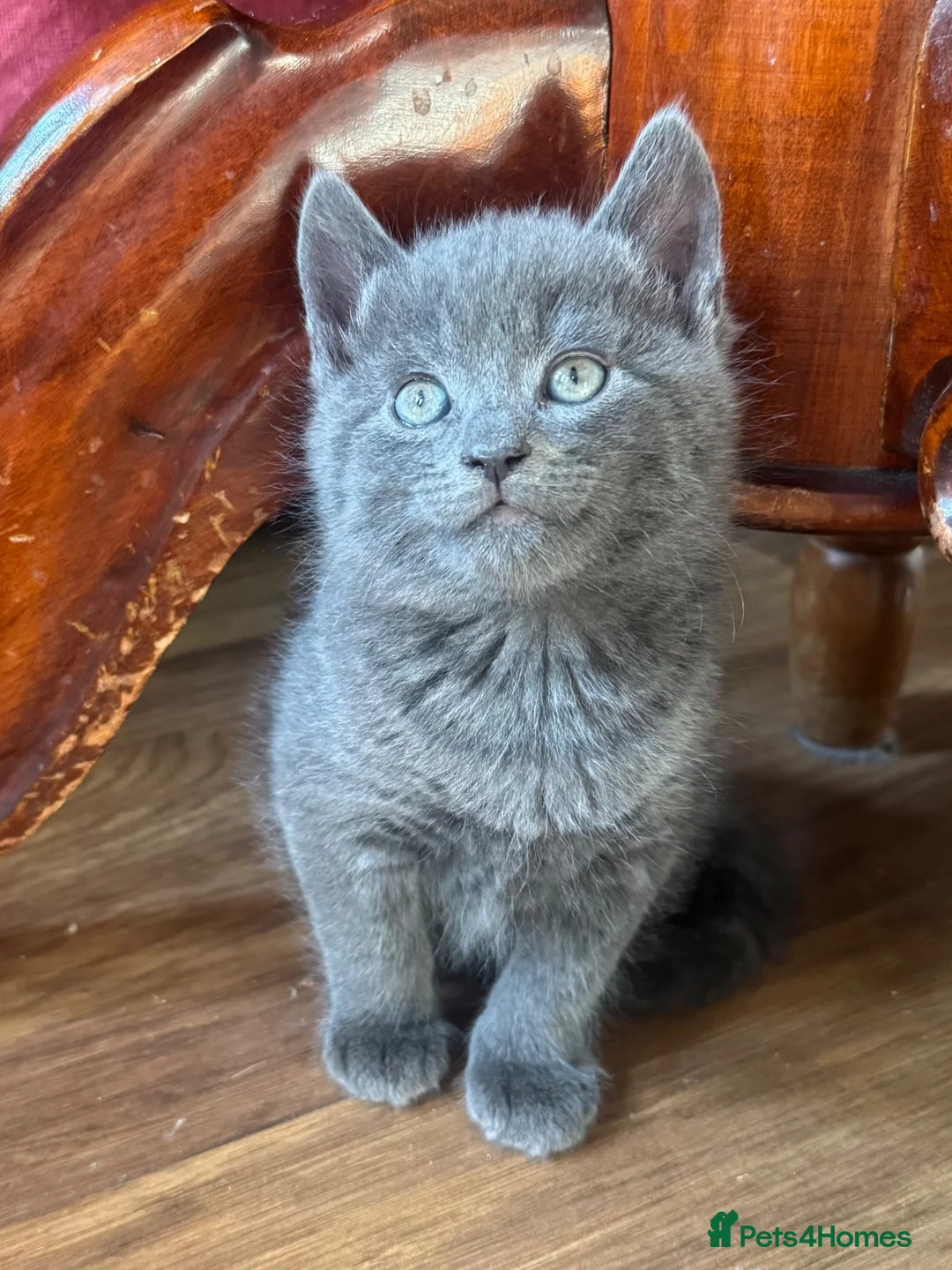 Mixed Breed cats for sale: Russian blue mix kittens  - Advert 2