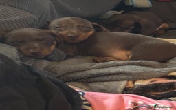 Miniature Dachshund dogs for sale: Stunning mini sausages!  - Image 12