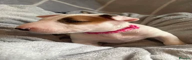 English Bull Terrier 3