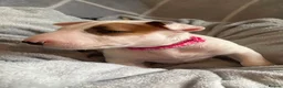 English Bull Terrier dogs for sale: 🐶 KC Registered English Bull Terrier Puppies 🐶 - Advert 6