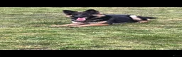 German Shepherd dogs for sale: A Healthy litter of 5 German Shepherds  - Advert 3