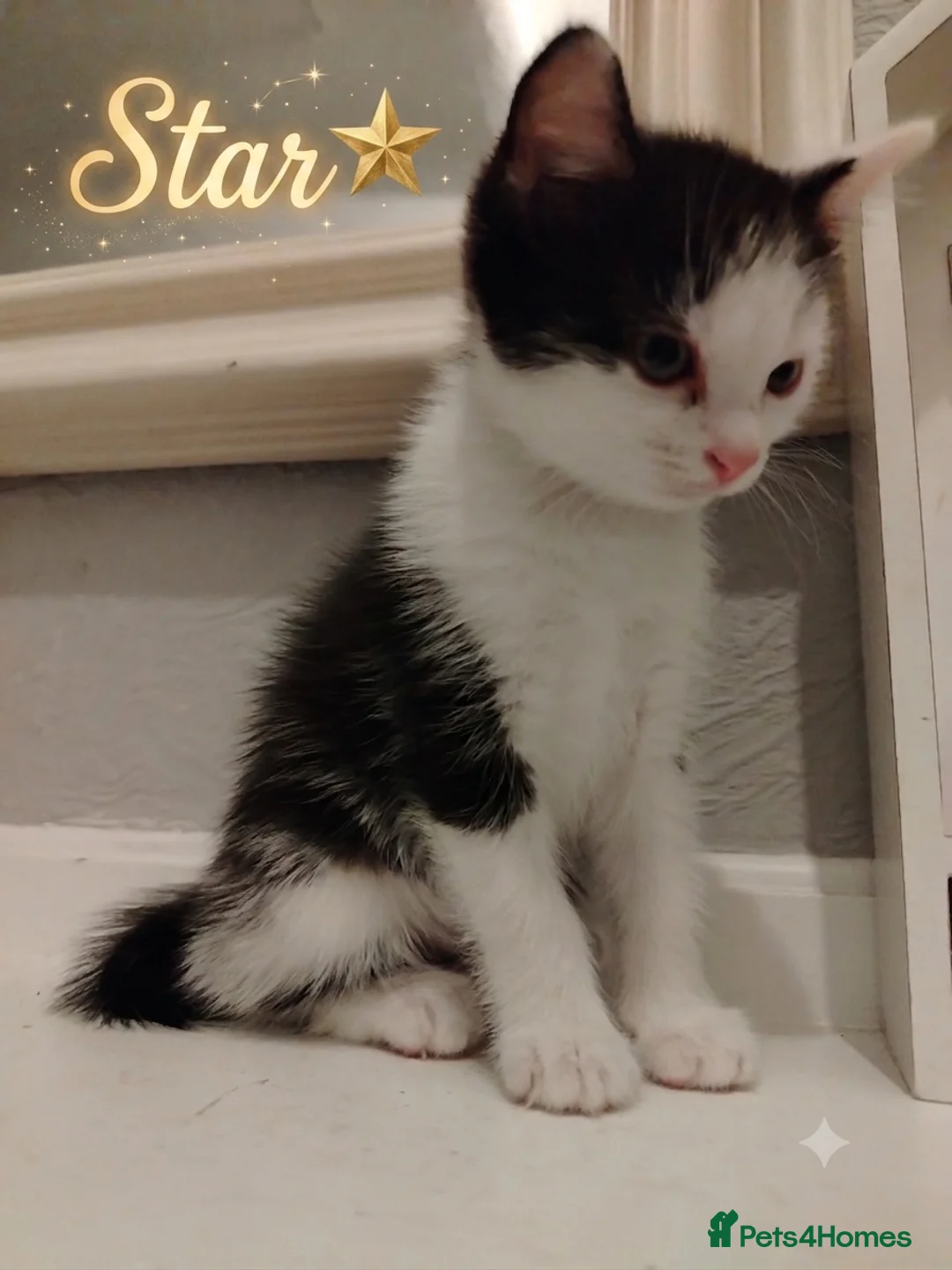 British Shorthair cats for sale: 3 British short hair kittens in Wirral - Advert 2