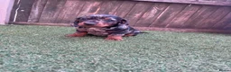 Dachshund dogs for sale: Dchshund miniature - Advert 16