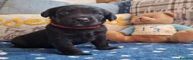 Springador 6